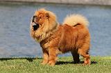 CHOW CHOW 396